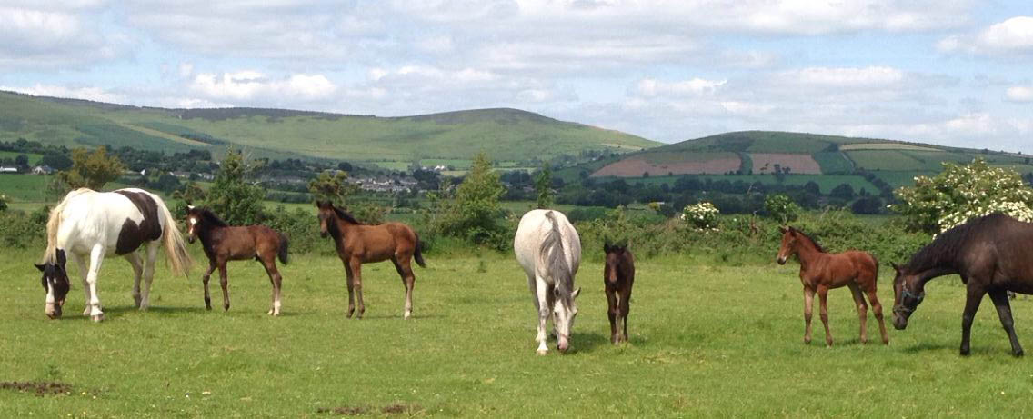 Greenhall Sport Horses